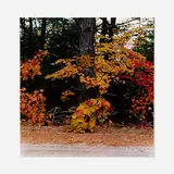 William Wegman, Rangeley, Maine