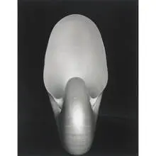 Nautilus by Edward Weston, gelatin silver print, sold Sep 2009