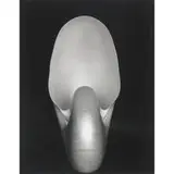 Edward Weston, Nautilus