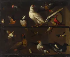 Melchior d'Hondecoeter, A composition of bird studies, oil on canvas