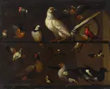 Melchior d'Hondecoeter, A composition of bird studies, oil on canvas