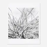 Lee Friedlander, Sonora, Arizona 1101-31