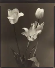 Tulips by Edward Steichen, 1920, Vintage oder früher Silbergelatine-Kontaktabzug vom Glasplattennegativ, getont, sold Dec 2021