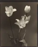 Edward Steichen, Tulips