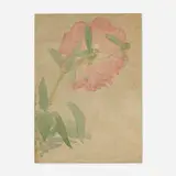 Elmer Livingston MacRae, Peony, c. 1907, watercolor on paper