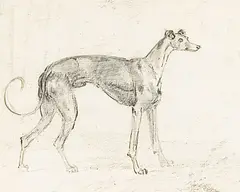 A greyhound by Sawrey Gilpin R.a., brushed ink, wash and pencil on paper, sold May 2022