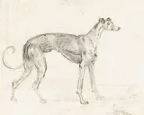 Sawrey Gilpin R.a., A greyhound, brushed ink, wash and pencil on paper