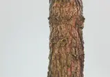 Unknown Pines-Scots, by Mathew Dalziel and Louise Scullian, Photographic prints, offered Oct 2022