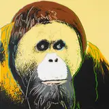 Andy Warhol, Orangutan (from Endangered Species), 1983, screenprint on paper