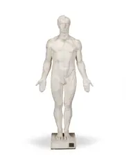 Paul Richer, anatomical écorché plaster figure, plaster