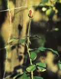 Thomas Struth, Rose, Winterthur