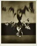 Lilies and Shadow by Robert Mapplethorpe, 1984, Monochrome photogravure on Arches, sold May 2010