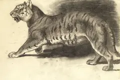 Archibald Thorburn, Study of a tiger, pencil and wash