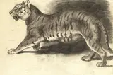Archibald Thorburn, Study of a tiger, pencil and wash
