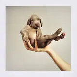 William Wegman, Handsome