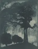 Rudolf Koppitz, Esche, Um 1912, Vintage. Bromölumdruck