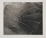 Vija Celmins, WEB, 2009, Silkscreen