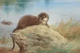 Archibald Thorburn, Otters by the bank