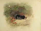 Archibald Thorburn, Study of a mole