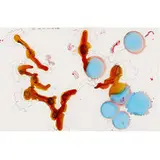 Jorge Pardo, Ink, Ink, Ink, 1998, pantone ink on vellum
