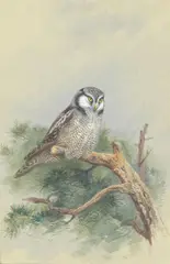 Hawk Owl by Archibald Thorburn, watercolour heightened with white, sold Nov 2021