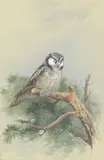 Archibald Thorburn, Hawk Owl