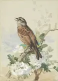 Archibald Thorburn, A Dunnock