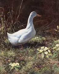 Rodger McPhail, A duck amongst primroses, oil on board