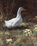 Rodger McPhail, A duck amongst primroses