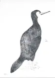 Mary Fedden R.A., Cormorant, pencil on paper