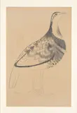 Mary Fedden R.A., Bustard, pencil on paper