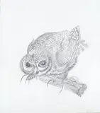 Elizabeth Macdonald-Buchanan, Long-eared owl; Owl capturing a beetle; Two field mice, pencil