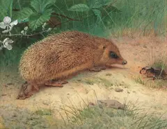 Archibald Thorburn, 'The hedgehog', watercolour and bodycolour