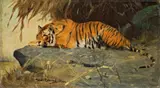 Wilhelm Kuhnert, Auf Felsplateau liegender Tiger