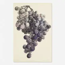 Minneapolis Grapes (Study) by Don Nice, 1967, watercolor on paper, sold Jul 2020
