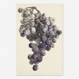 Don Nice, Minneapolis Grapes (Study), 1967, watercolor on paper