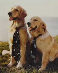 Selected Dog Studies by Bruce Weber, c. 1990, 3 chromogenic prints, each signed in ink on the verso. (3), offered Feb 2021