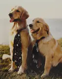 Bruce Weber, Selected Dog Studies