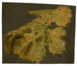 Johann Wilhelm Preyer, Weinblätter (2 Studien), Um 1830, Jeweils Öl auf Leinwand
