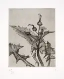 Lucian Freud, Thistle, 1985, Radierung auf Velin