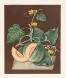 George Brookshaw, Melon, Plate LXXII, from Pomona Brittanica, c. 1807, Aquatint and stipple engraving with hand-coloring, on wove paper