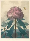 Dr. Robert John Thorton, Six Plates, from The Temple of Flora, c. 1800, Engravings with mezzotint, aquatint and hand-coloring, on wove paper