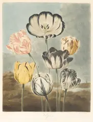Dr. Robert John Thorton, Tulips, by Earlom, from The Temple of Flora, c. 1798, Aquatint, mezzotint and stipple engraving with hand-coloring, on wove paper