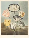 Dr. Robert John Thorton, Tulips, by Earlom, from The Temple of Flora, c. 1798, Aquatint, mezzotint and stipple engraving with hand-coloring, on wove paper