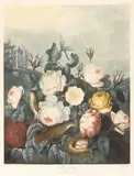 Dr. Robert John Thorton, Roses, by Earlom, from The Temple of Flora, c. 1805, Aquatint, mezzotint and stipple engraving with hand-coloring, on wove paper