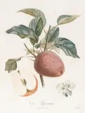 Two Plates, from Traité des Arbres Fruitiers, Nouvelle Edition by Henri Louis Duhamel du Monceau, 1807-1885, Two stipple engravings with hand-coloring, on wove paper, offered Nov 2021