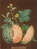 George Brookshaw, Melon, Plate LXX; White Candia, Plate LXXI, each from Pomona Brittanica, c. 1807, Aquatint and stipple engravings with hand-coloring, on wove paper