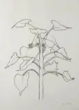 Sunflower I by Ellsworth Kelly, 2004, Lithograph, sold Dec 2008