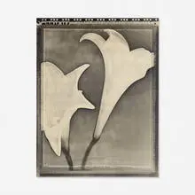 Tom Baril, Two White Lilies, 1995, toned silver print