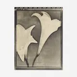 Tom Baril, Two White Lilies, 1995, toned silver print